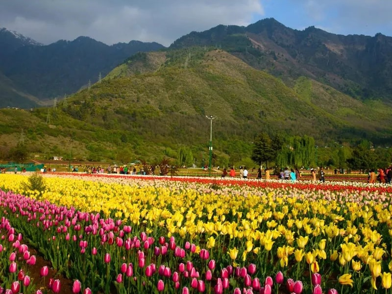 Indira Gandhi Memorial Tulip Garden